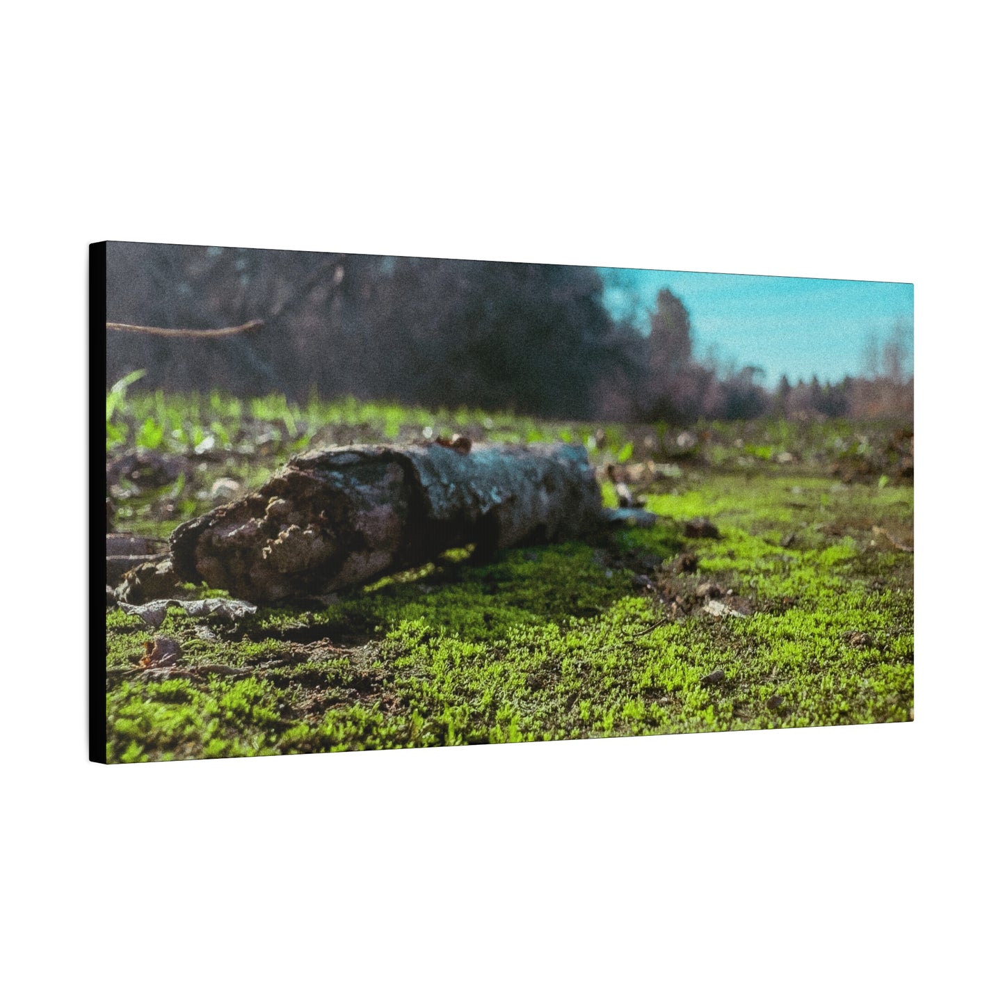 “Mossy Forest Floor” Canvas Wall Art