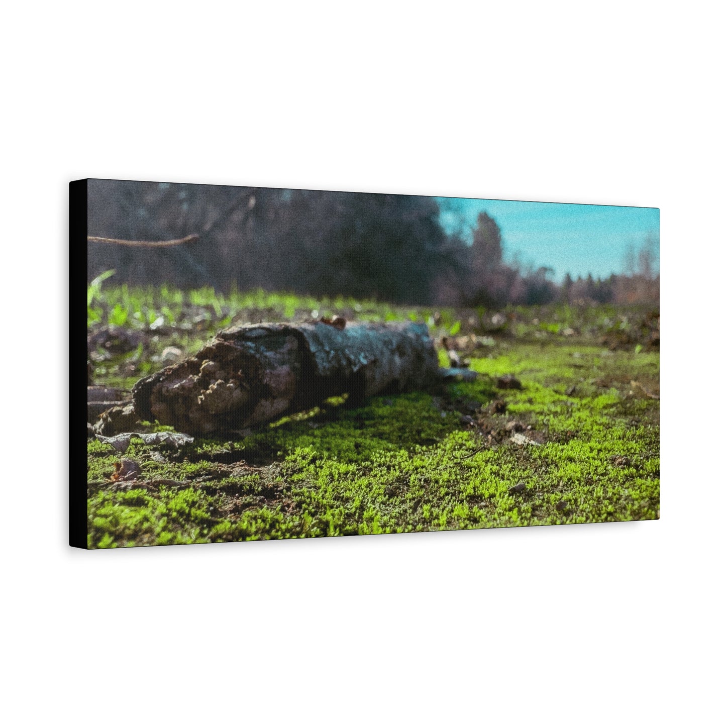 “Mossy Forest Floor” Canvas Wall Art